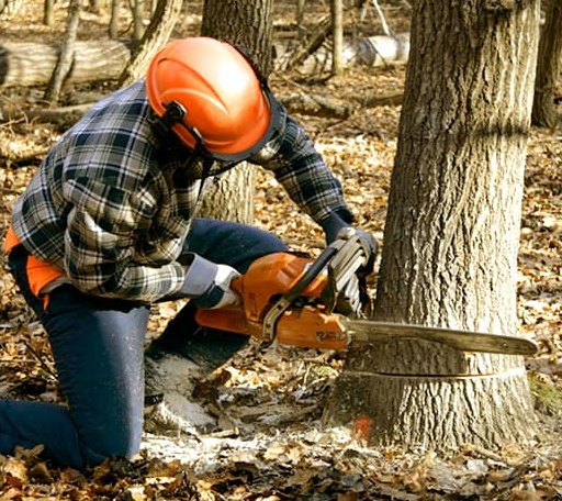 Tree Removal in Saint Jo, TX